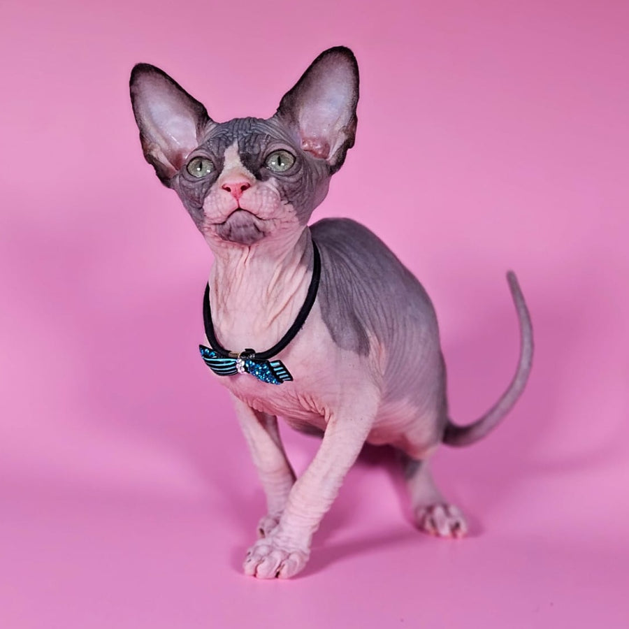 Basalt Canadian Sphynx male, black bicolour