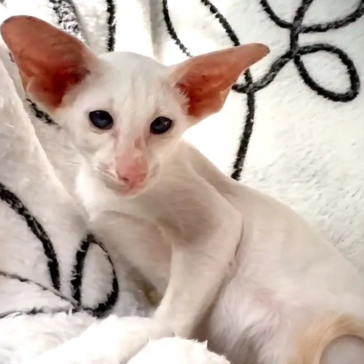 Arcadiy Siamese male, cream