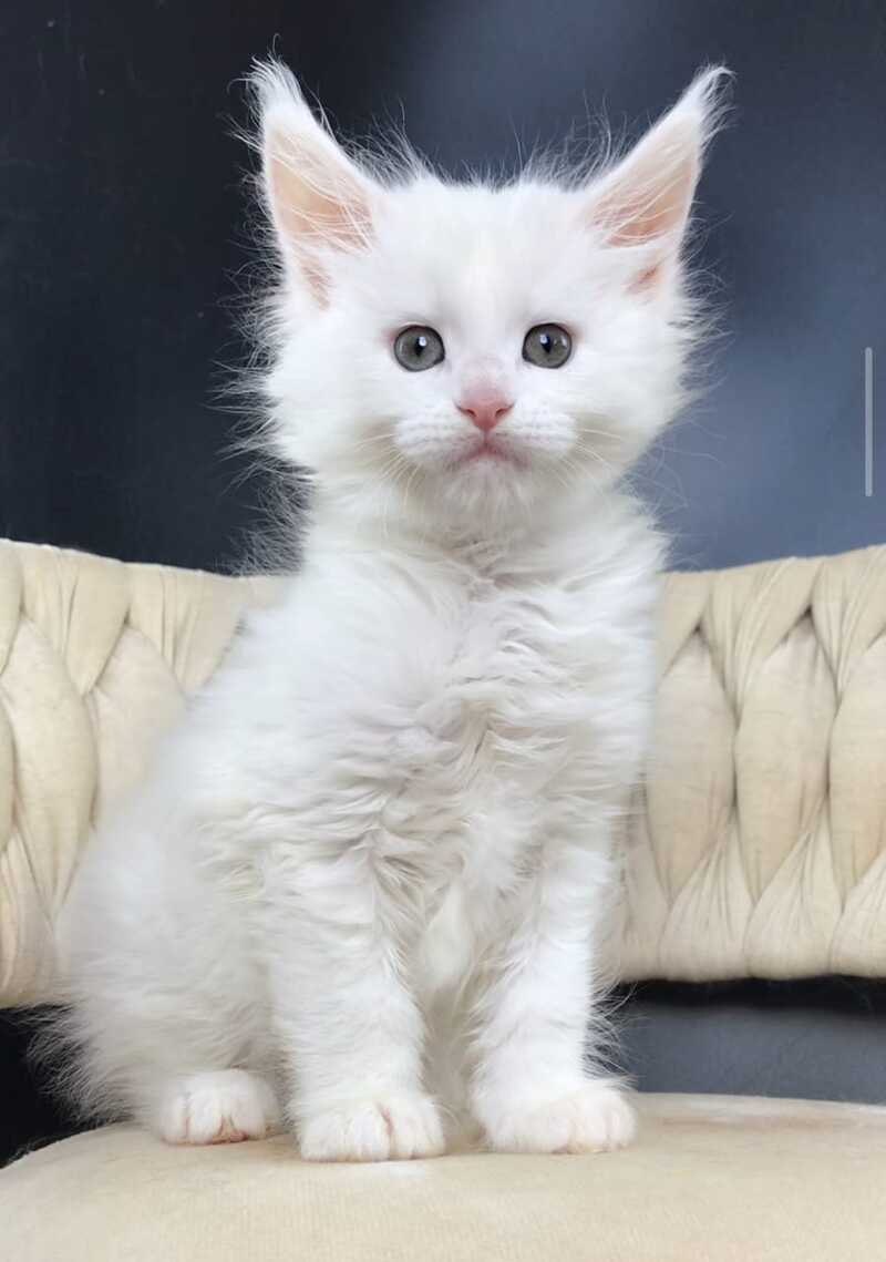 Xanti Maine Coon male, white