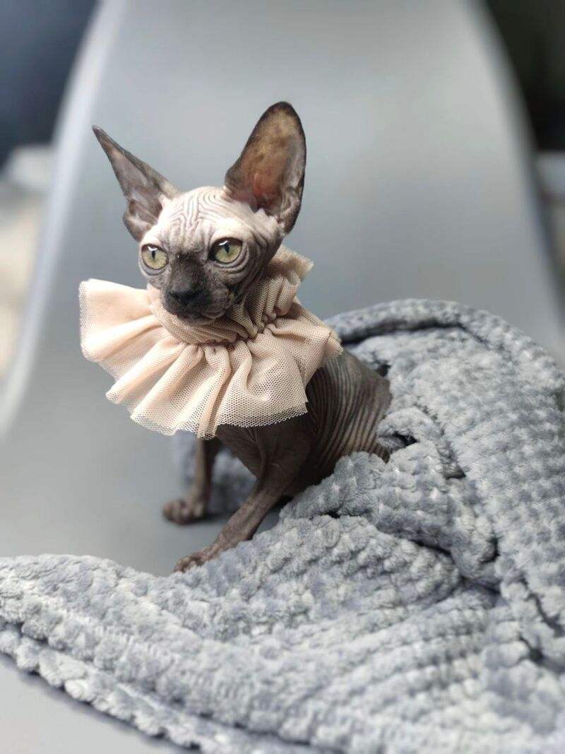 Darly Canadian Sphynx female, black