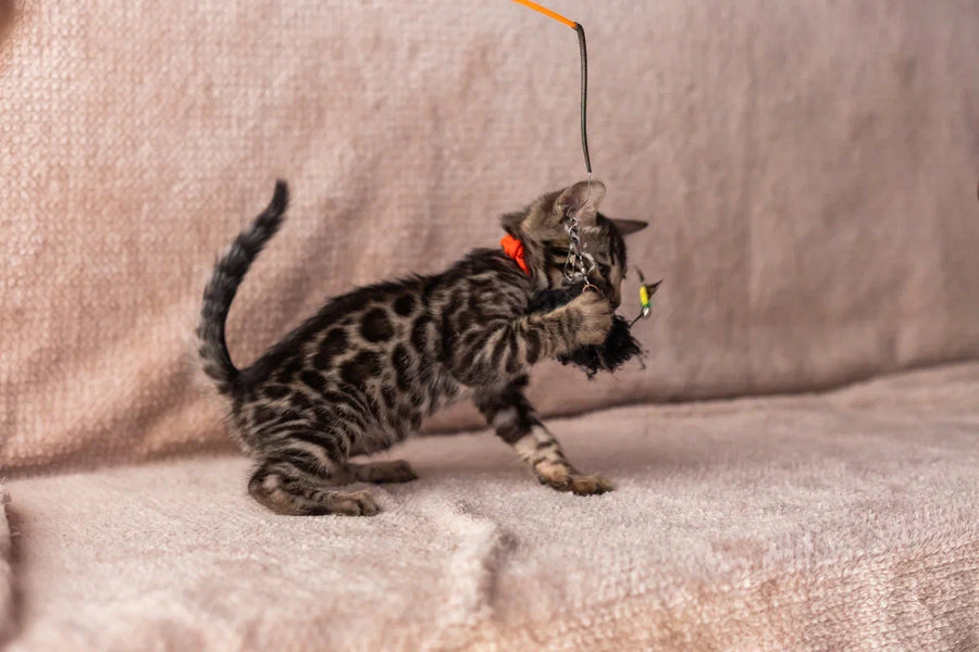 Thor Bengal male black spotted tabby - live animals