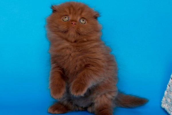 Quesa British Longhair female cinnamon - live animals