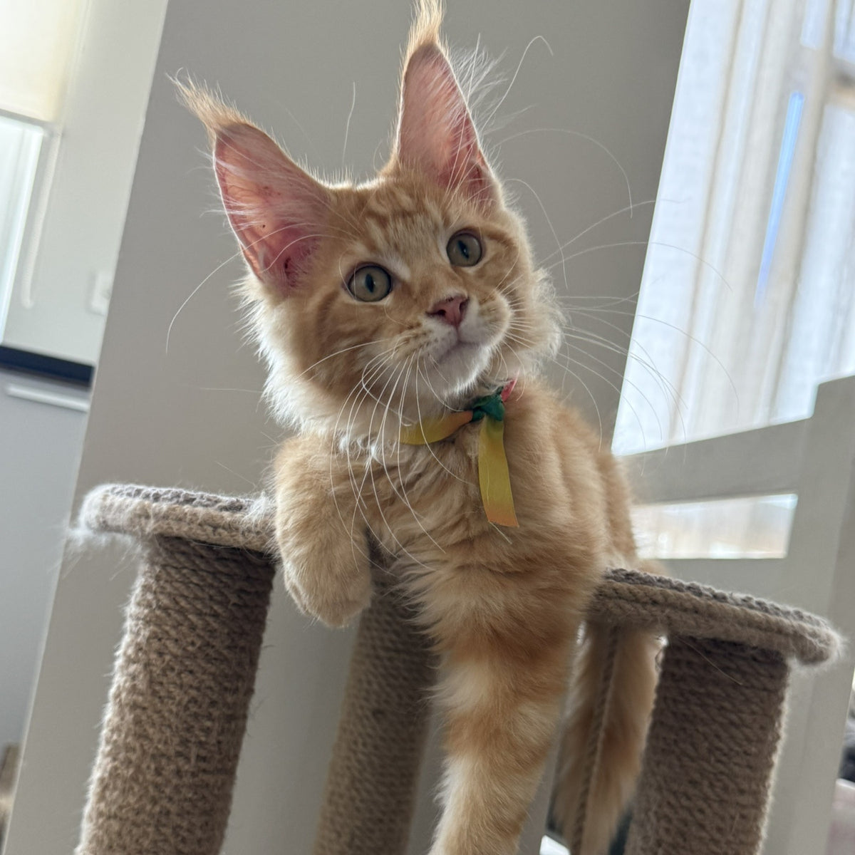 Anfisa Maine Coon female, red tabby