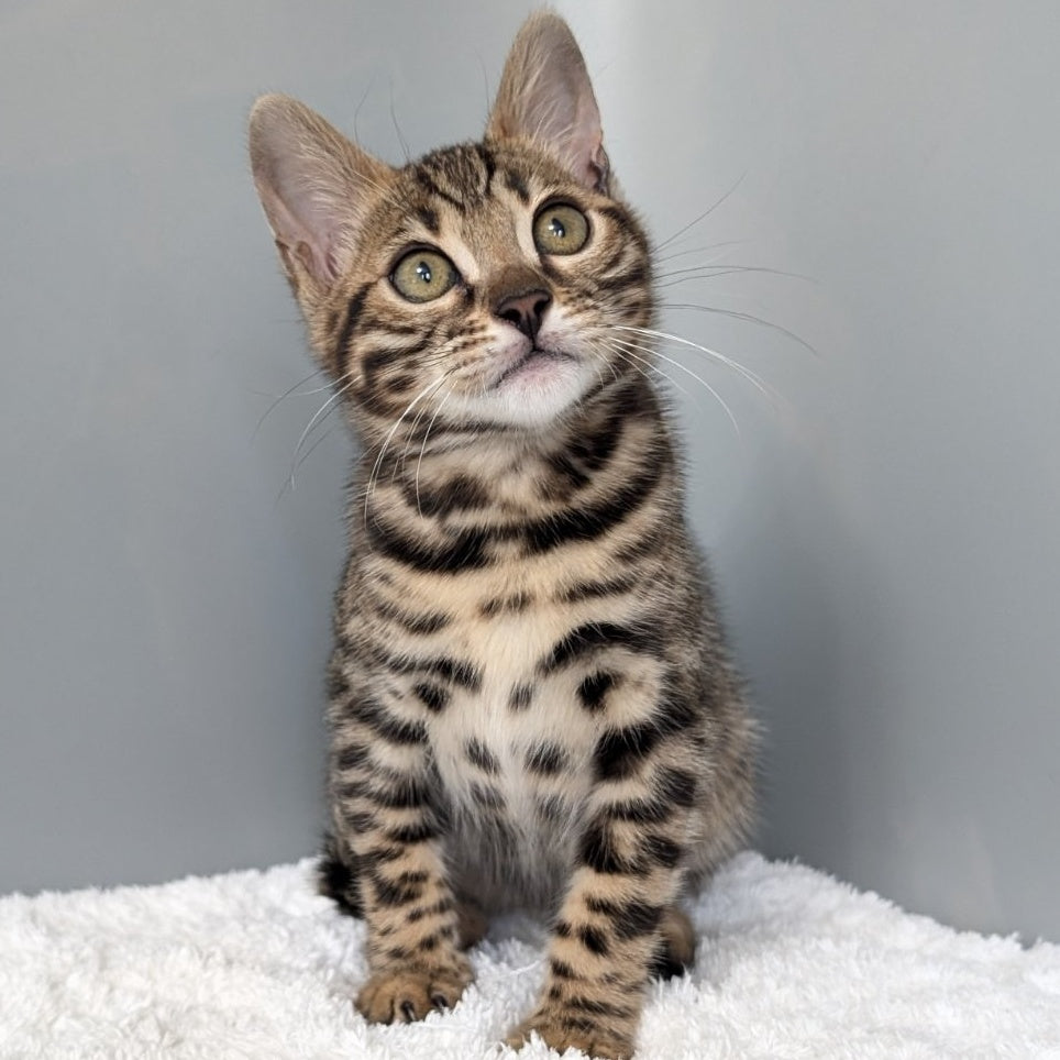 Diana Bengal female, black spotted tabby