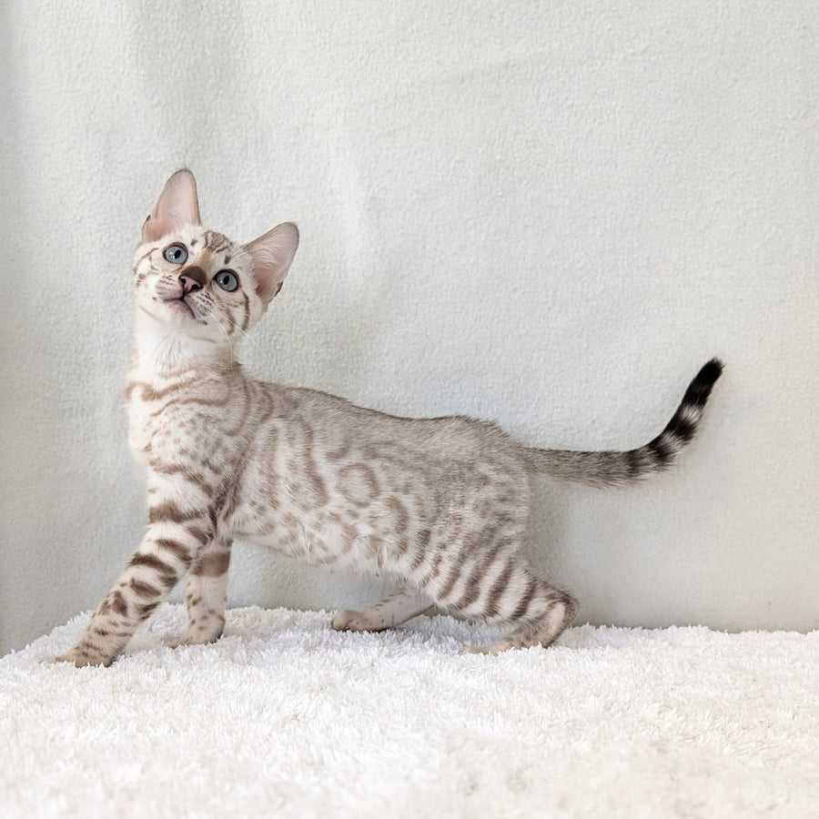 Celeste Bengal female, black silver spotted tabby pointed
