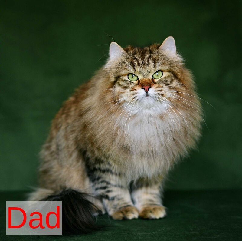 Olimpia Siberian female, black spotted tabby