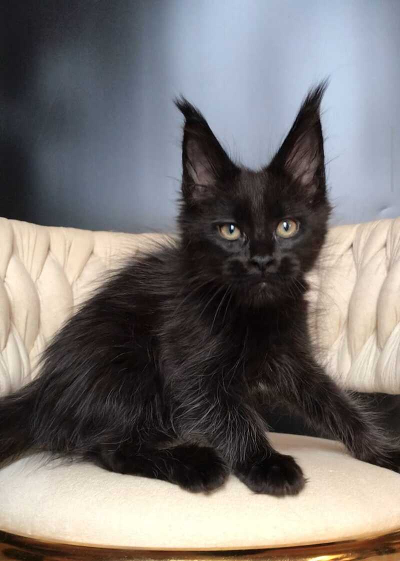 Vlastelina Maine Coon female black - live animals