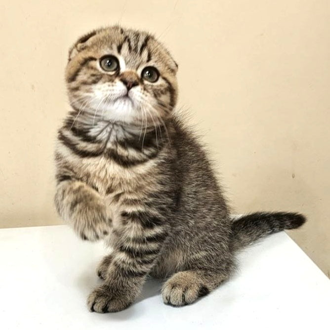 Lola Scottish Fold female, black spotted tabby