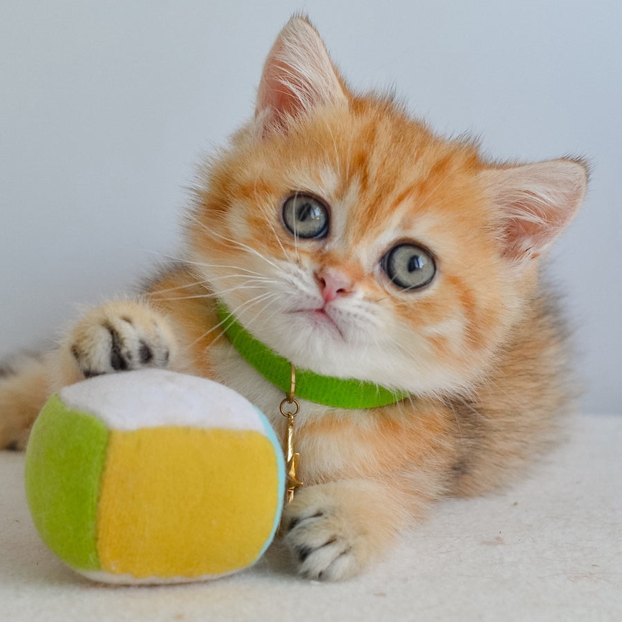 Hiro Scottish Straight male, black golden spotted tabby