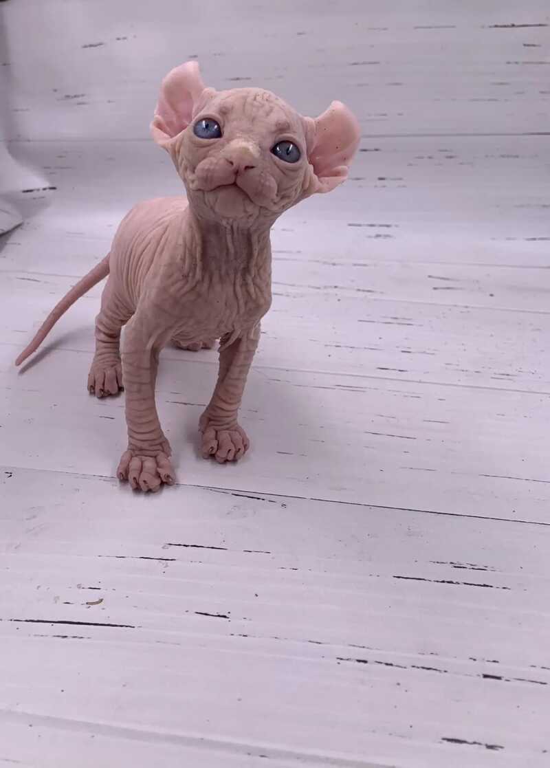 Assol Elf female white - live animals