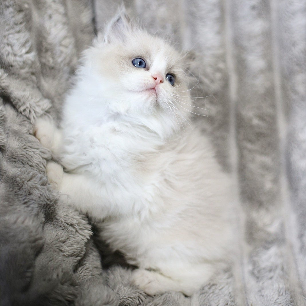 Yasmin Ragdoll female, blue bicolour