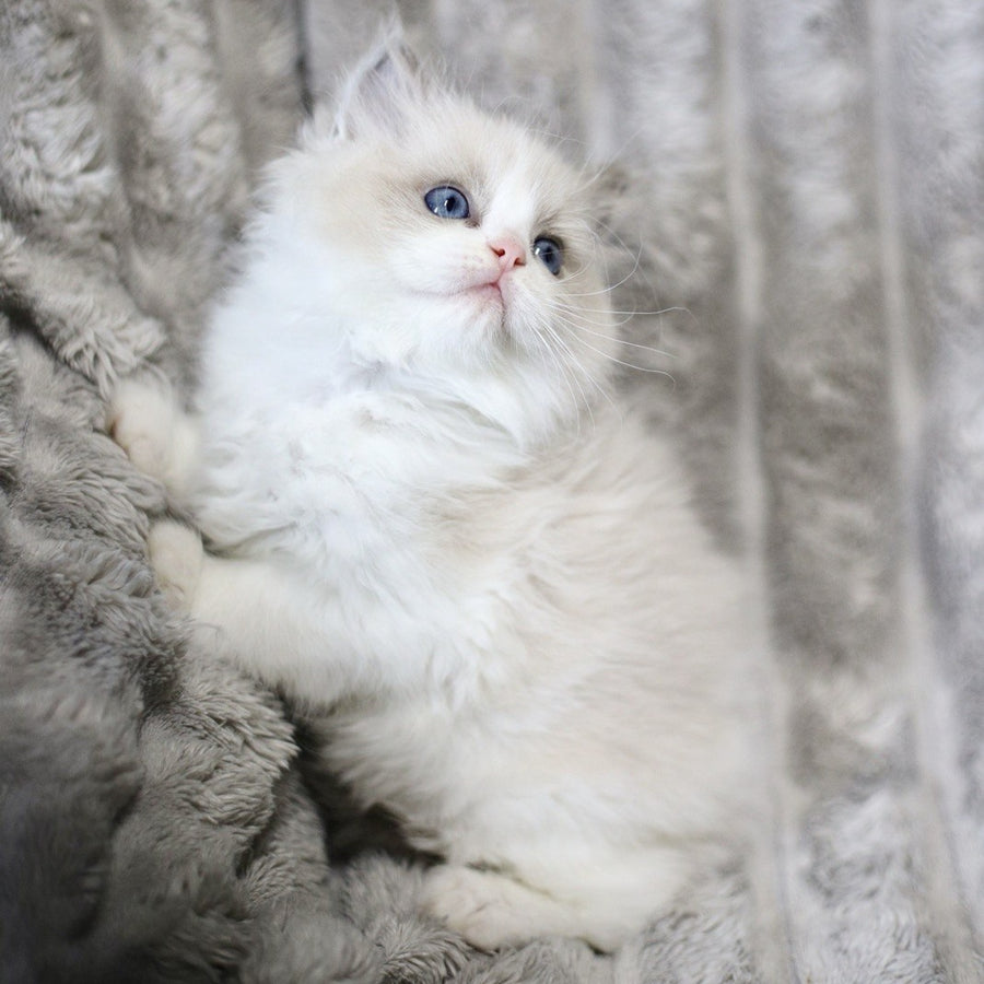 Yasmin Ragdoll female, blue bicolour