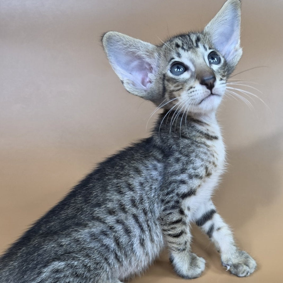 Brawnie Oriental Shorthair male, black spotted tabby