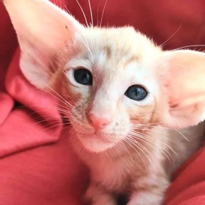 Z'Stepan Oriental Shorthair male, red