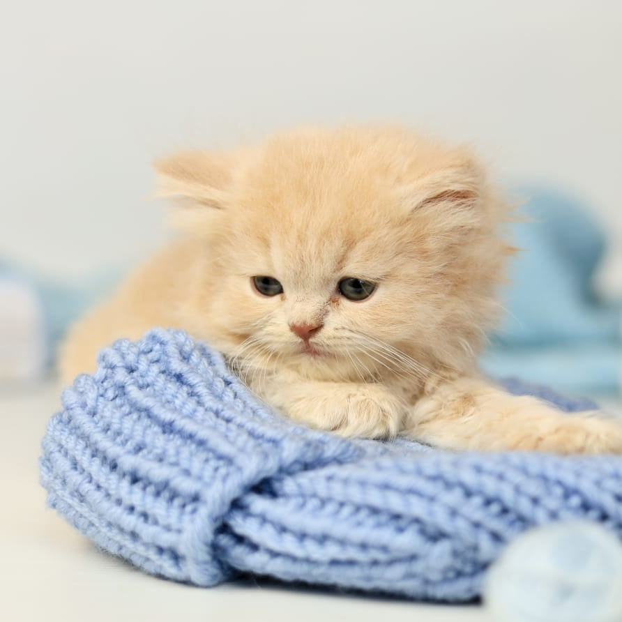 Perry British Longhair male, lilac