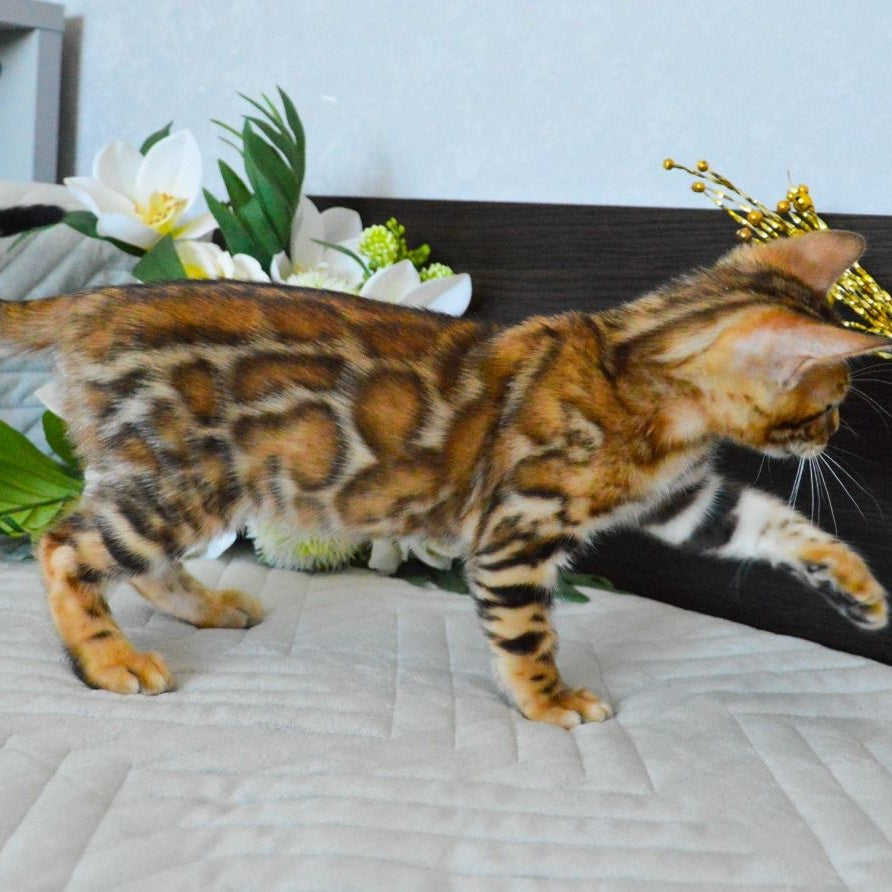 Odysseus Bengal male, black spotted tabby