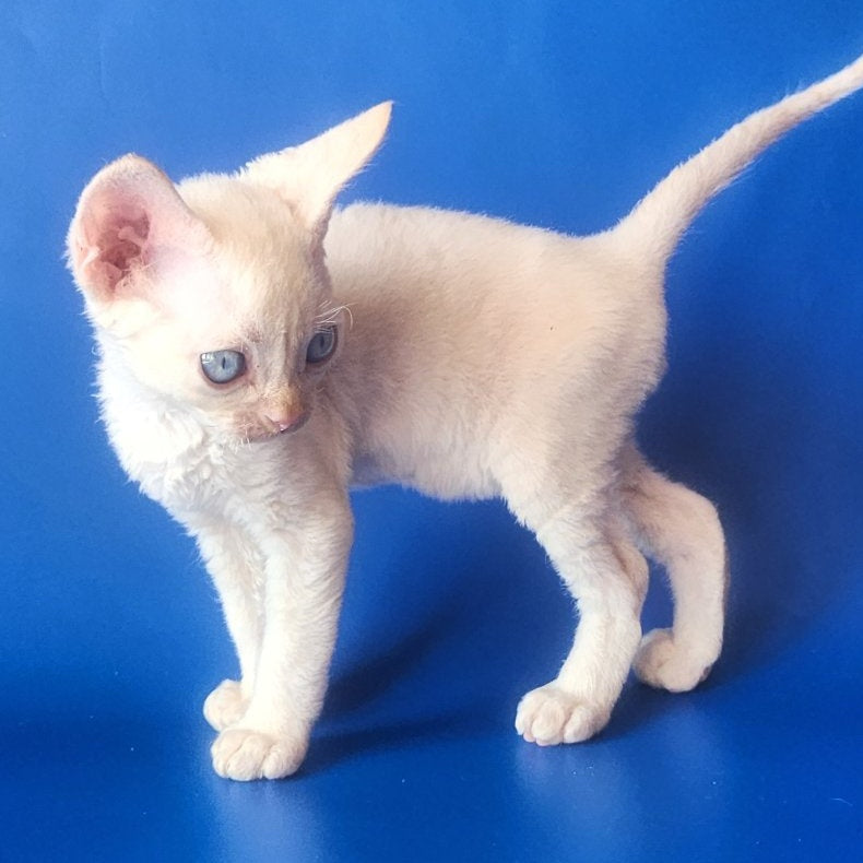 Marat Devon Rex male, chocolate tabby pointed