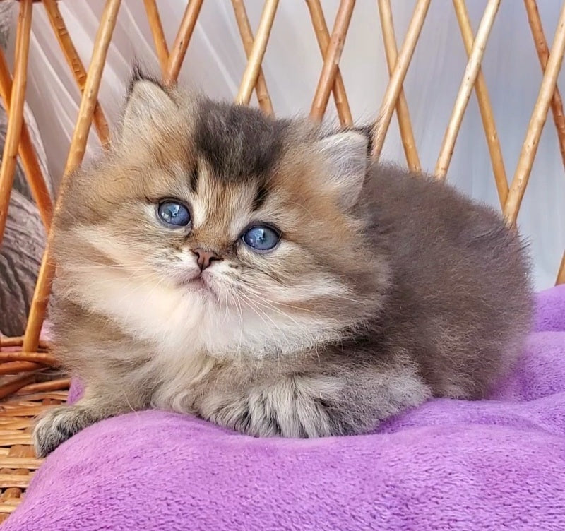Zachar British Longhair male black golden ticked tabby - live animals