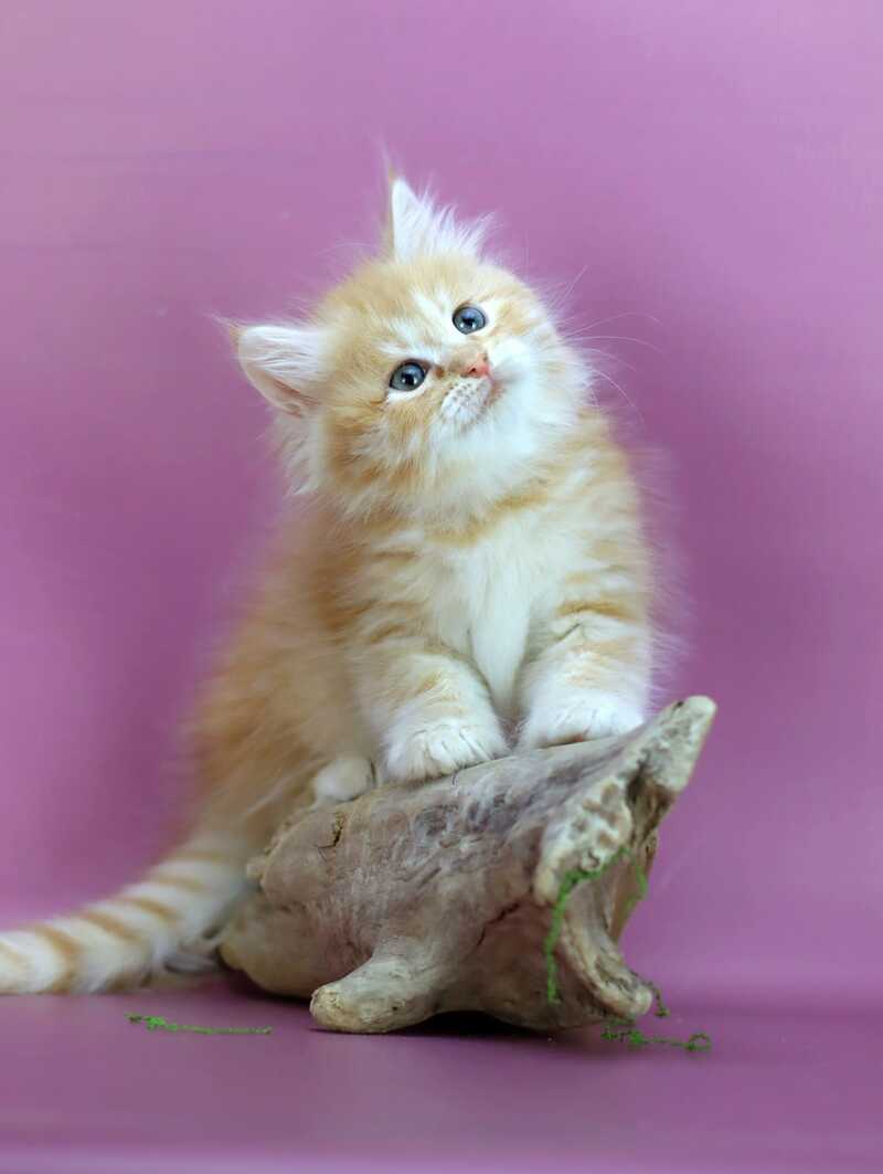 Eden Siberian male red silver - live animals