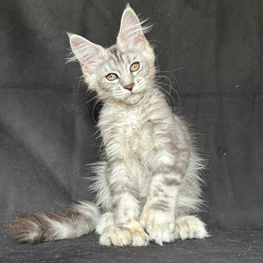 Jalila Maine Coon polydactyl 6x6x6x6 female, black silver tabby
