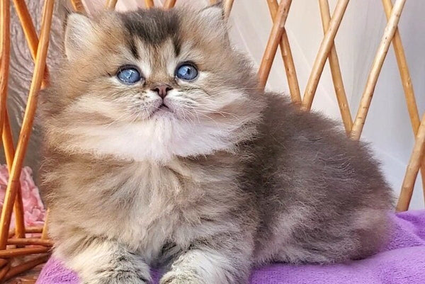 Zachar British Longhair male black golden ticked tabby - live animals