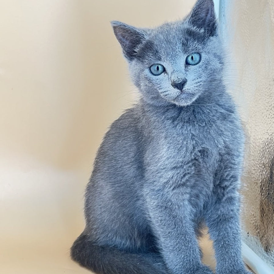 Kai Russian Blue male, blue