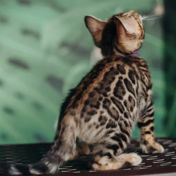Frida Bengal female, black spotted tabby