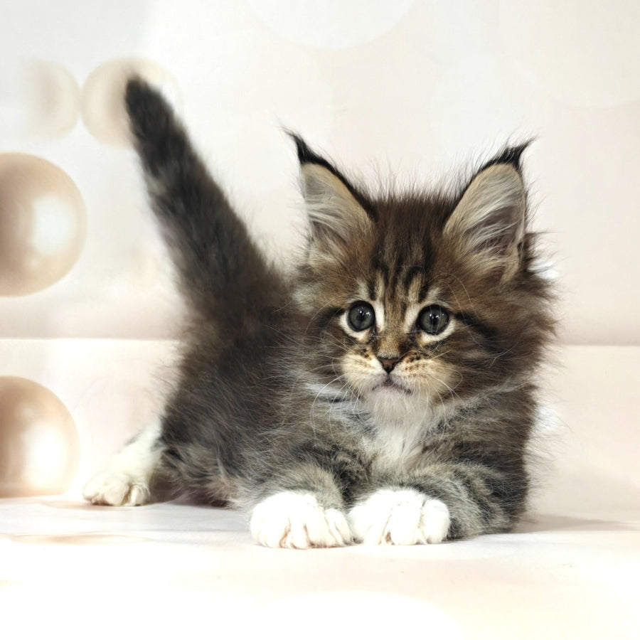 Business Maine Coon female, black tabby with white