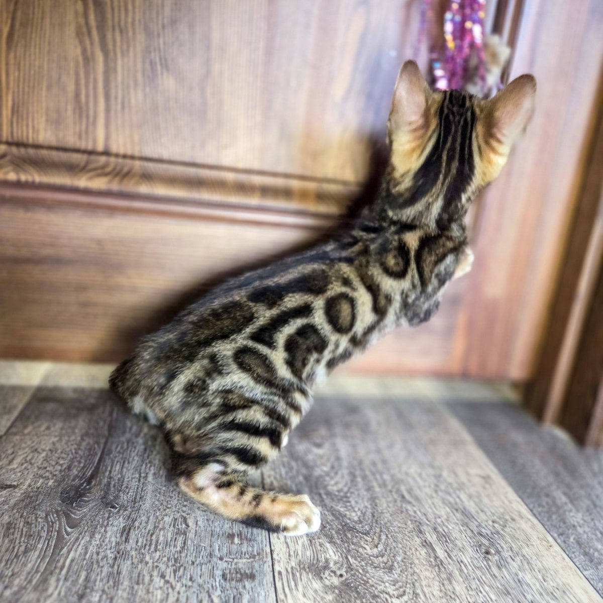 Madison Bengal male, black spotted tabby
