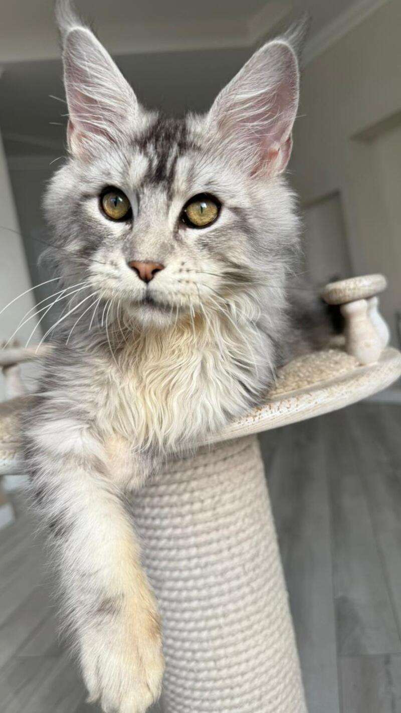 Jerry Maine Coon male, black silver ticked tabby