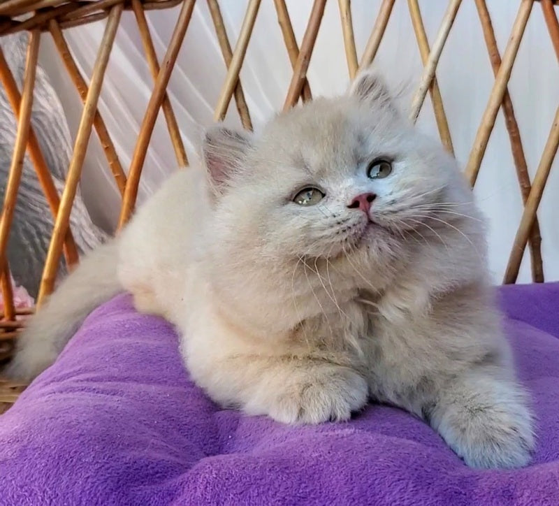 Teo British Longhair male fawn - live animals