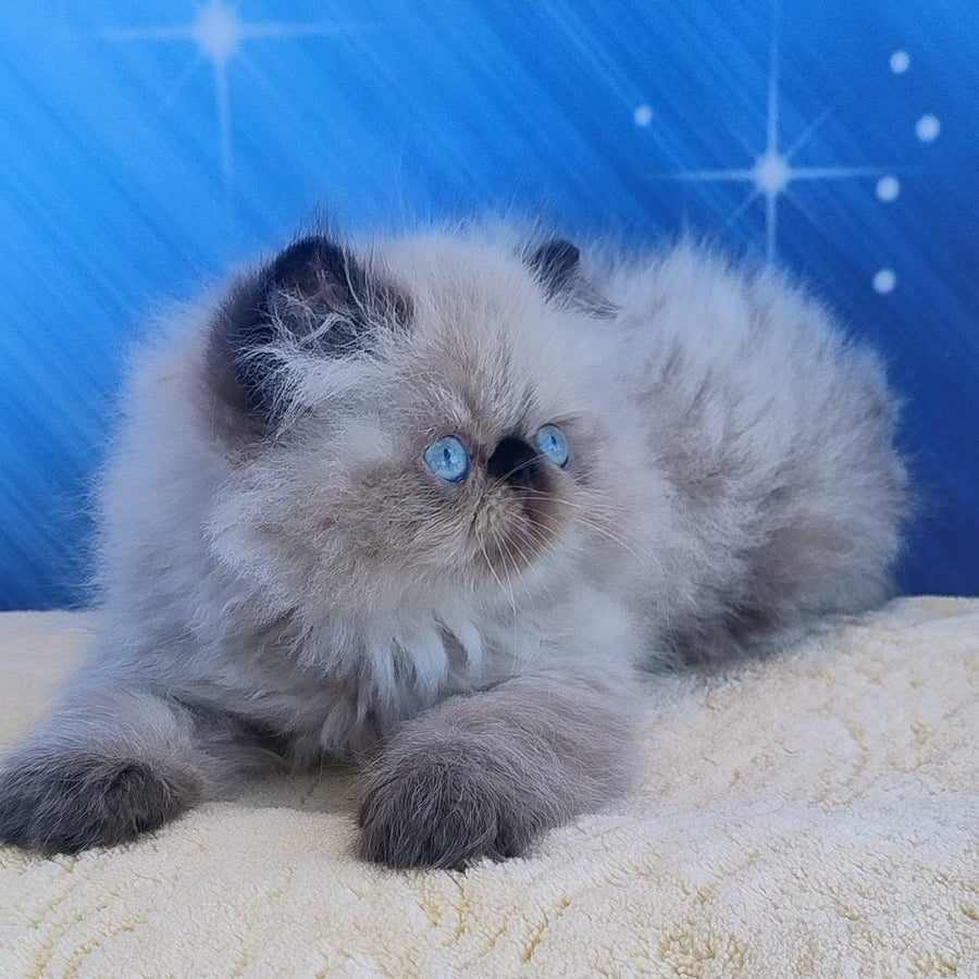 Emmi Persian female, black pointed