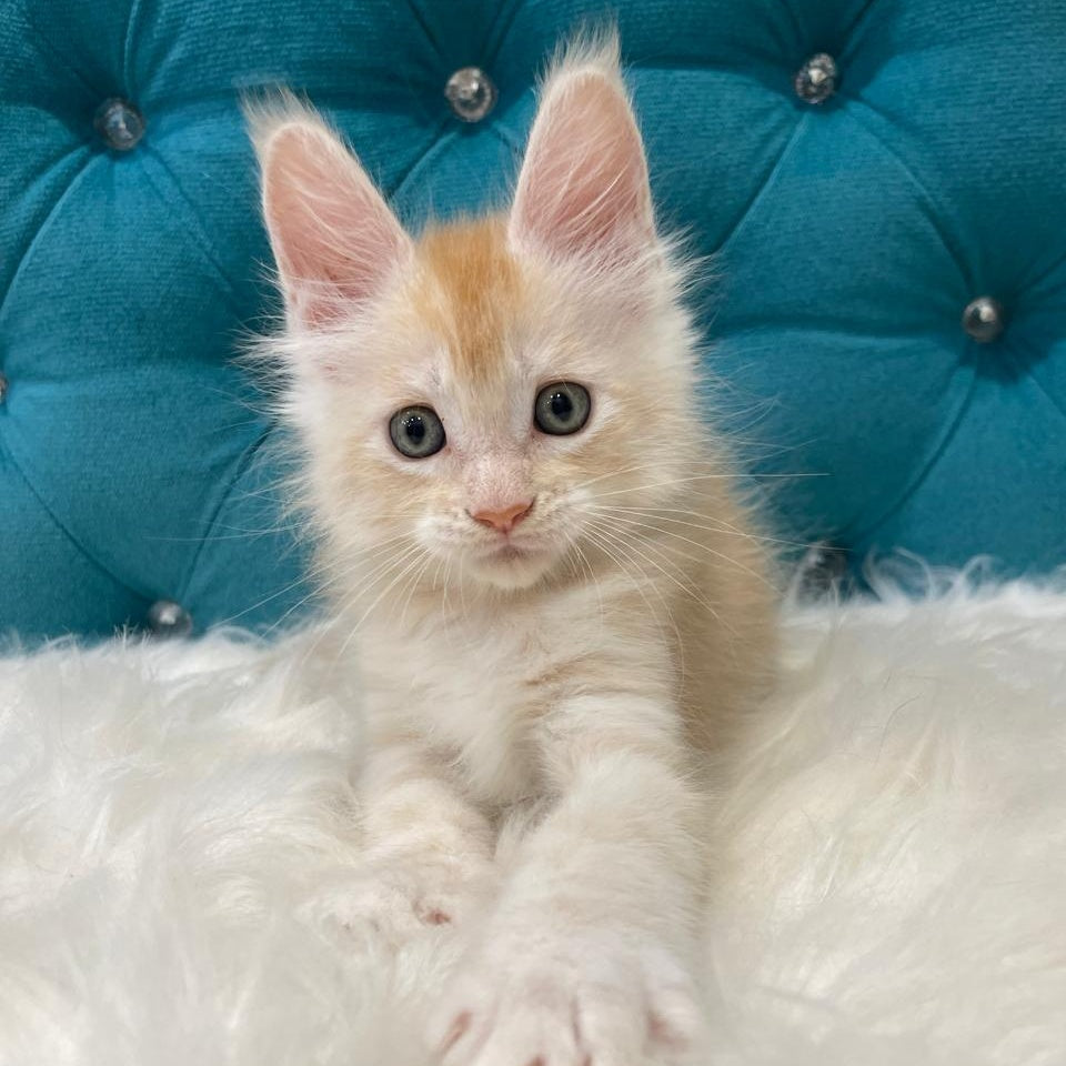 Timofey Maine Coon male, red silver