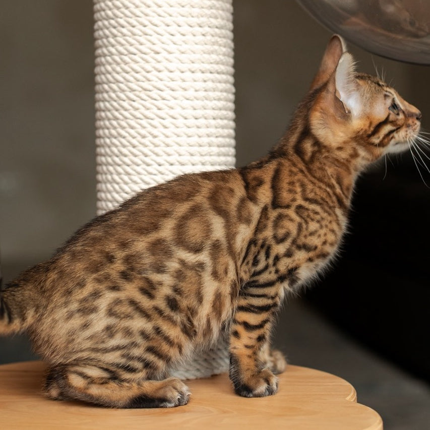 Nala Bengal female, black spotted tabby