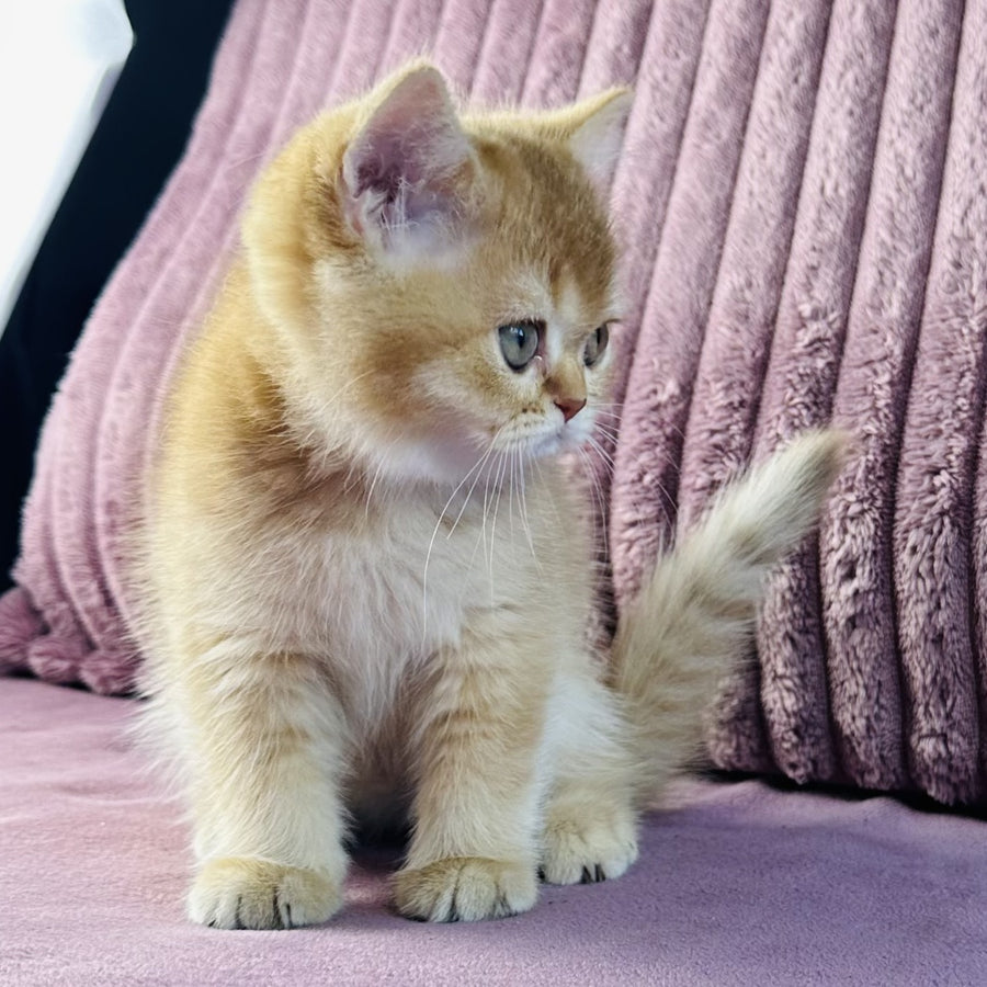 Golden Rose British Shorthair female, cinnamon golden shaded