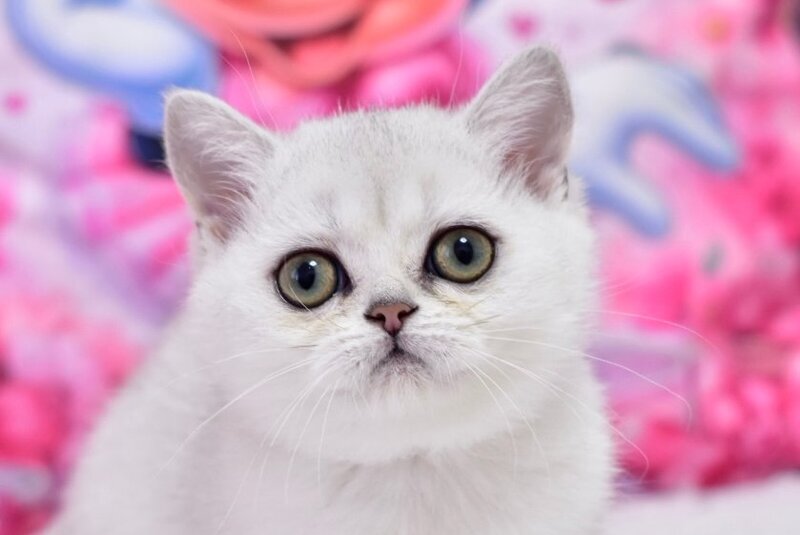 Annabelle British Shorthair female black silver shaded - live animals