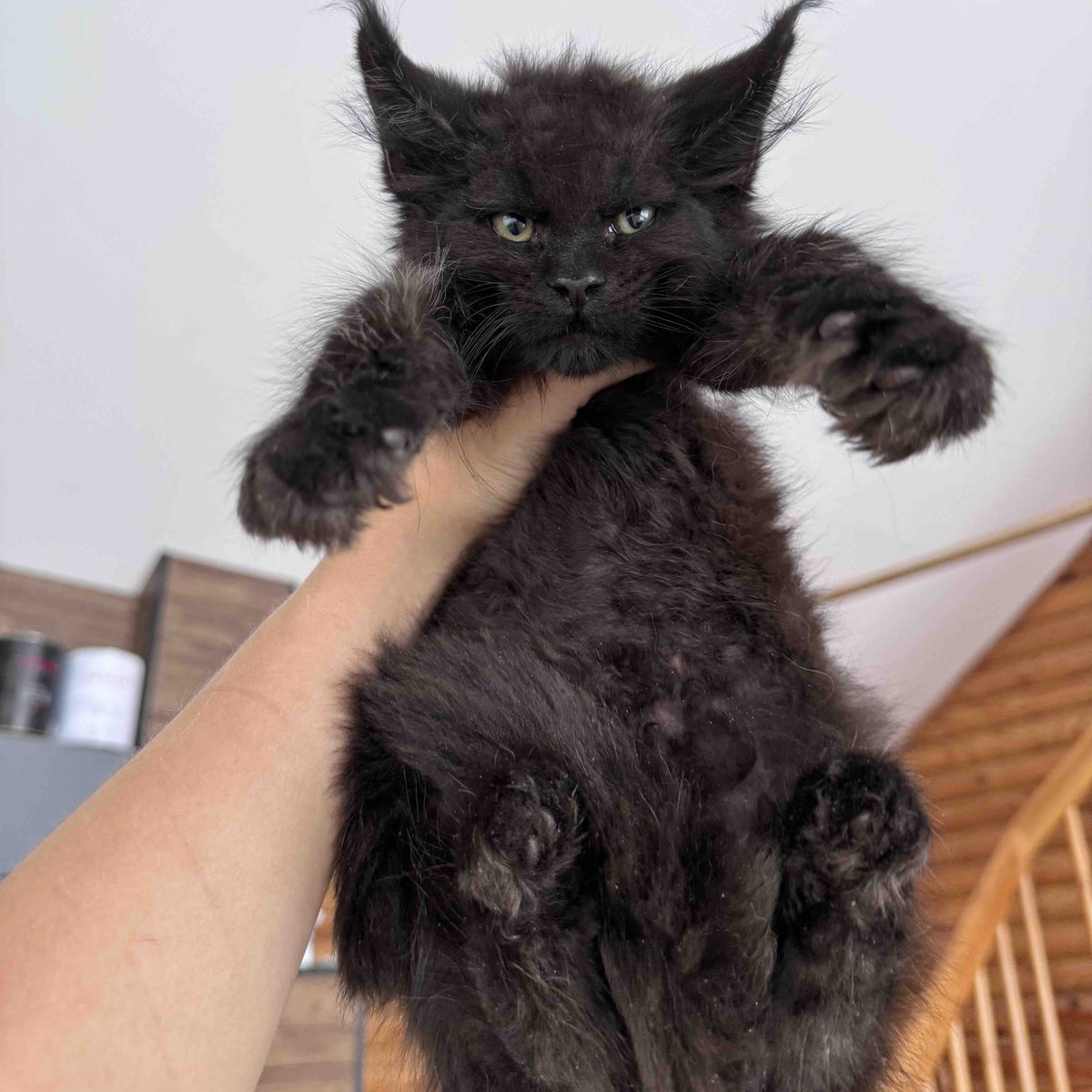 Hermes Maine Coon male, black silver