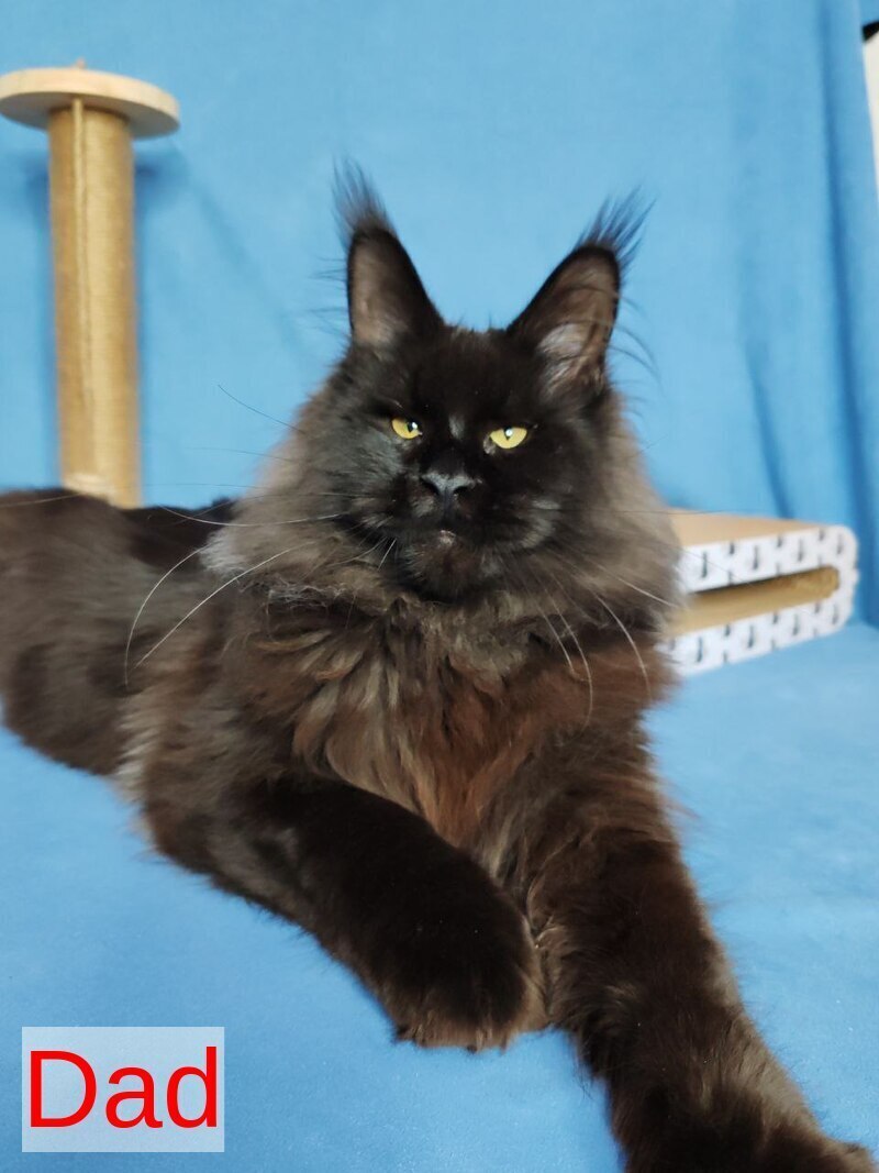 Winston Maine Coon male blue - live animals