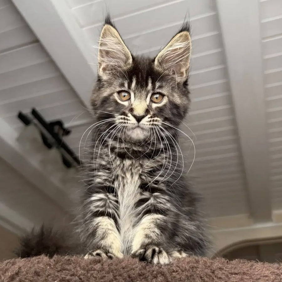 Chipper Maine Coon female, black tabby