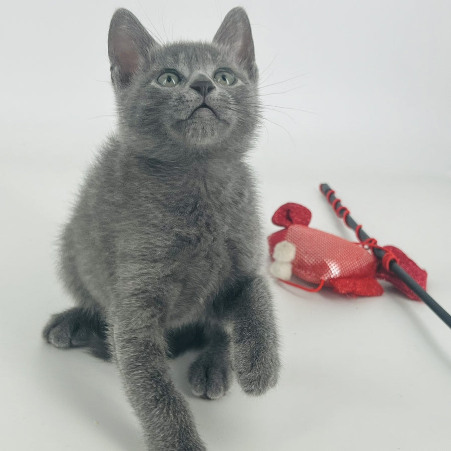 Aisha Russian Blue female, blue