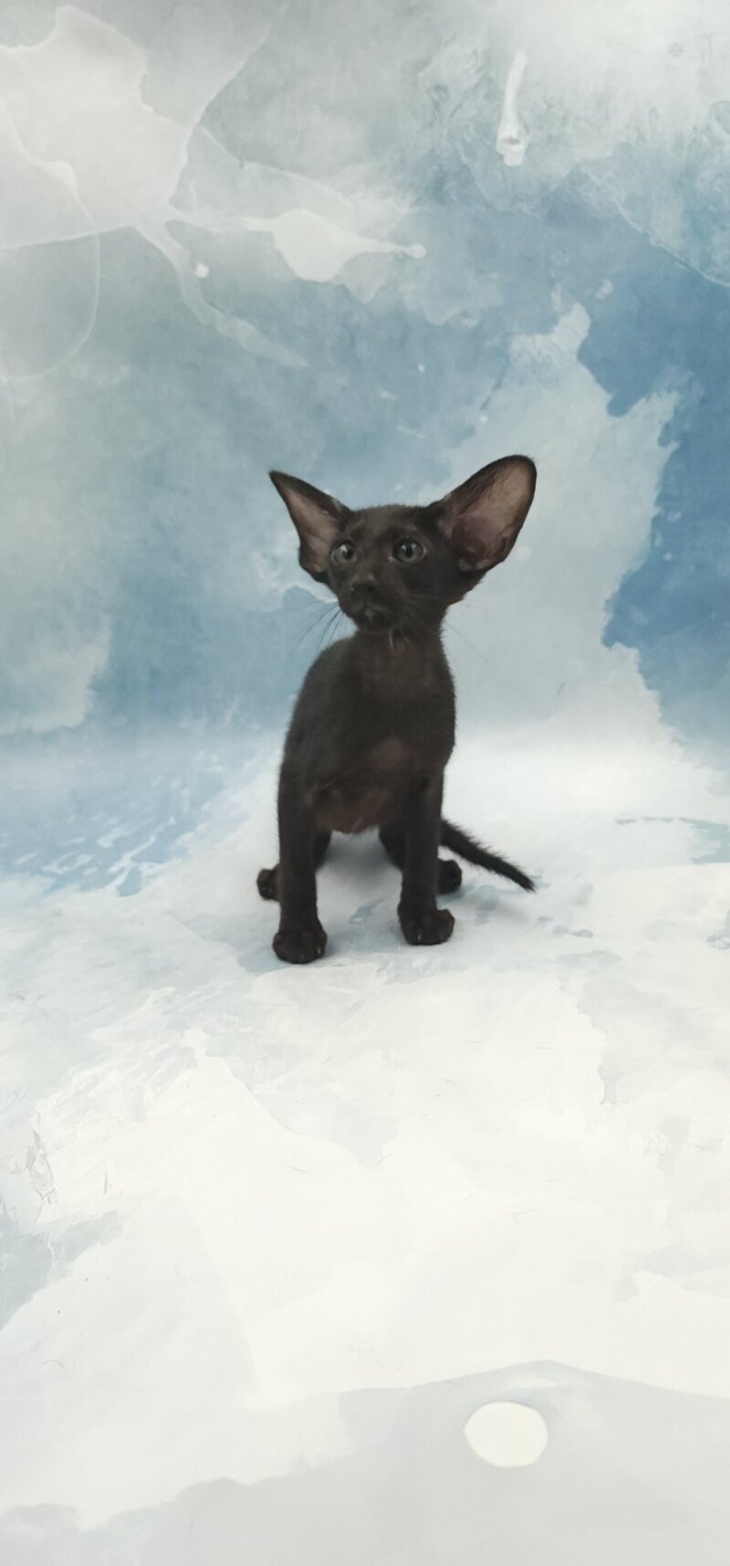 Orville Oriental Shorthair male, black