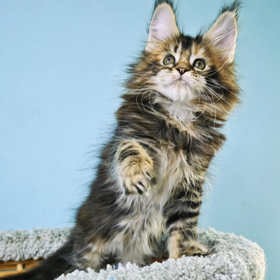 Hloya Maine Coon female, black tortie tabby