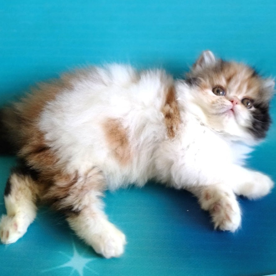 Nora Persian female, black tortie bicolour