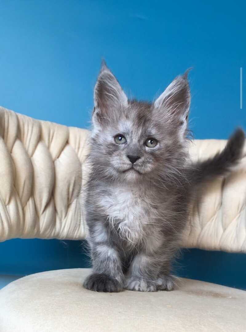 Yaron Maine Coon male black silver - live animals