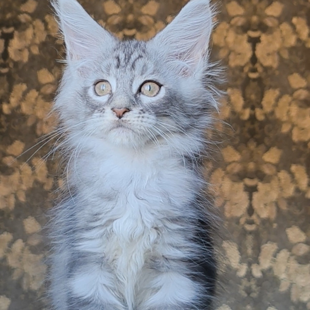 Iron Maine Coon male, black silver tabby
