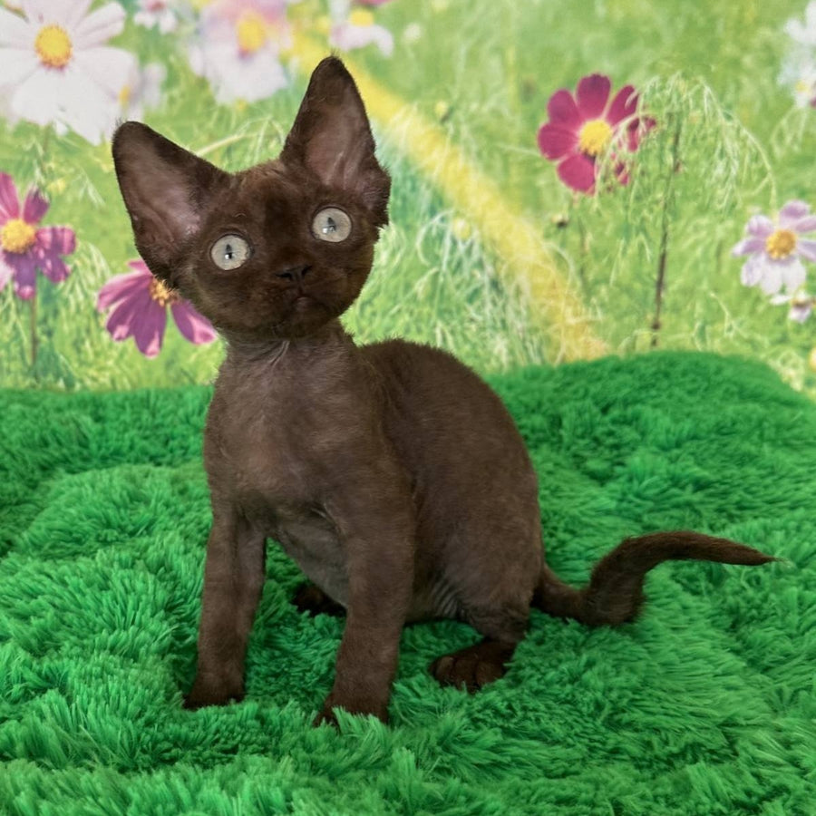 Ivona Devon Rex female, chocolate