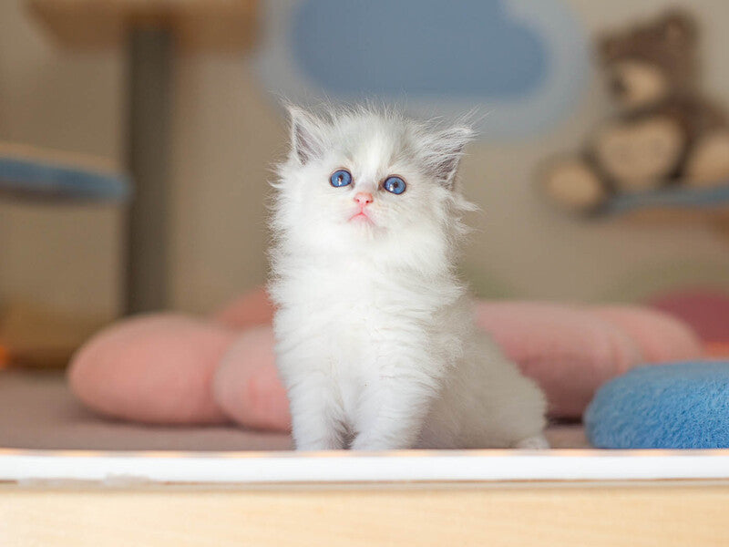Vivian Ragdoll female, blue bicolour