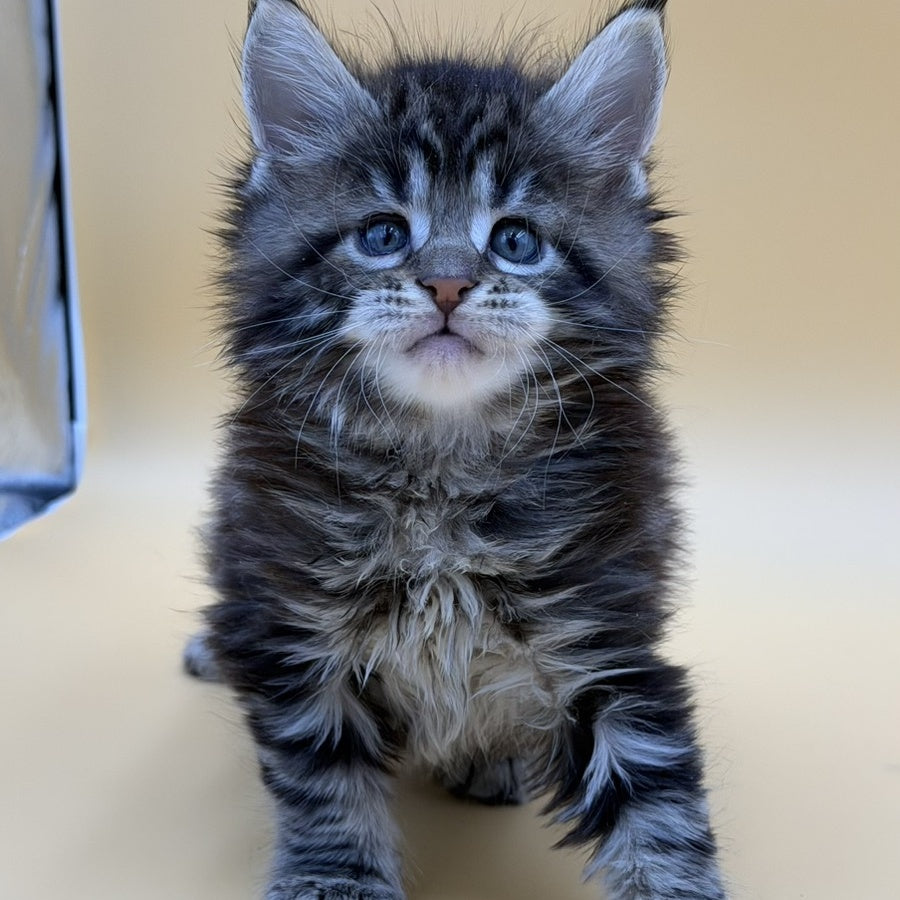 Hunter Maine Coon male, black tabby
