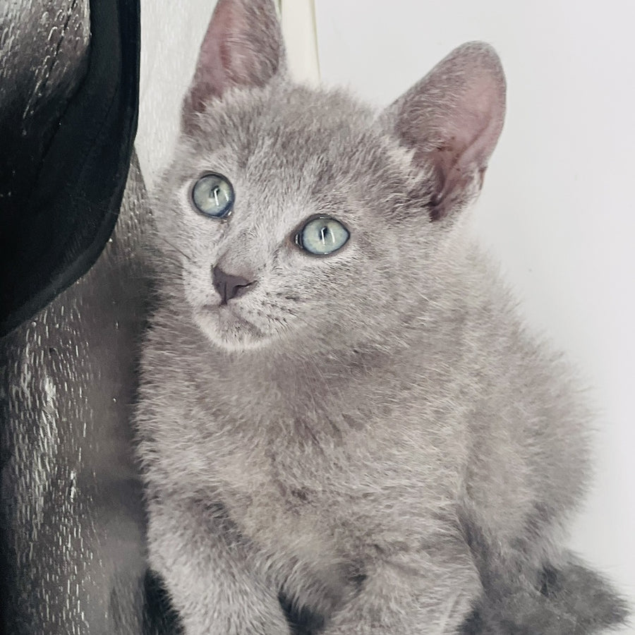 Aster Russian Blue male, blue