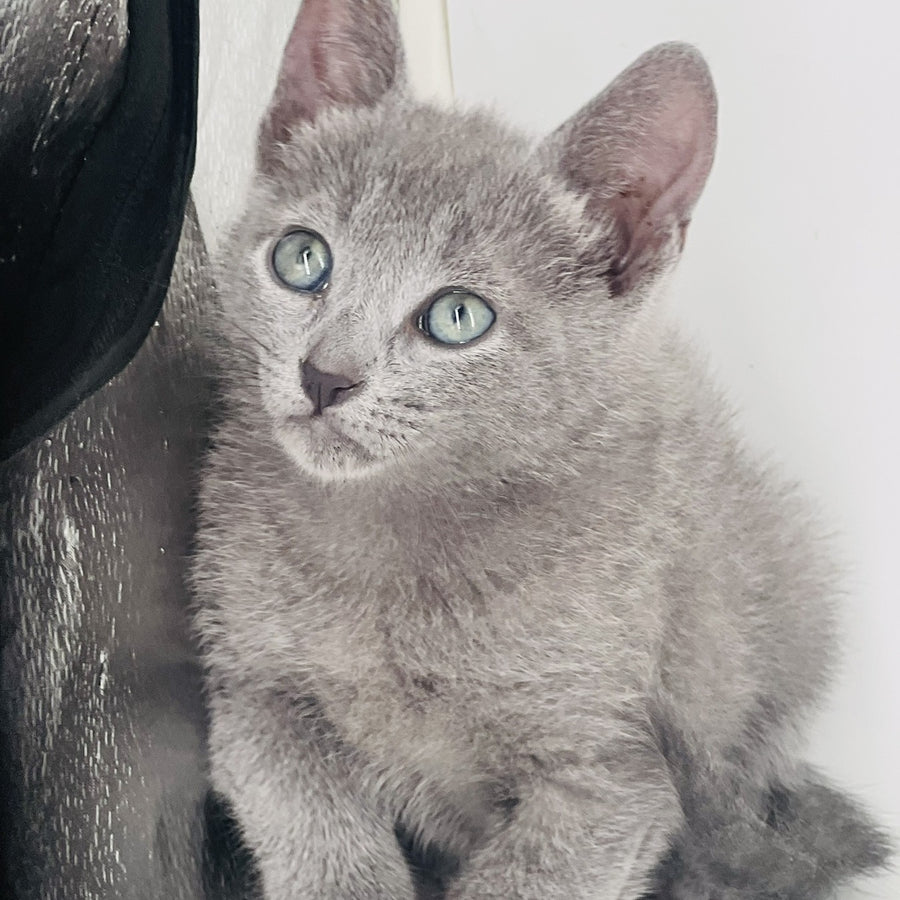 Aster Russian Blue male, blue
